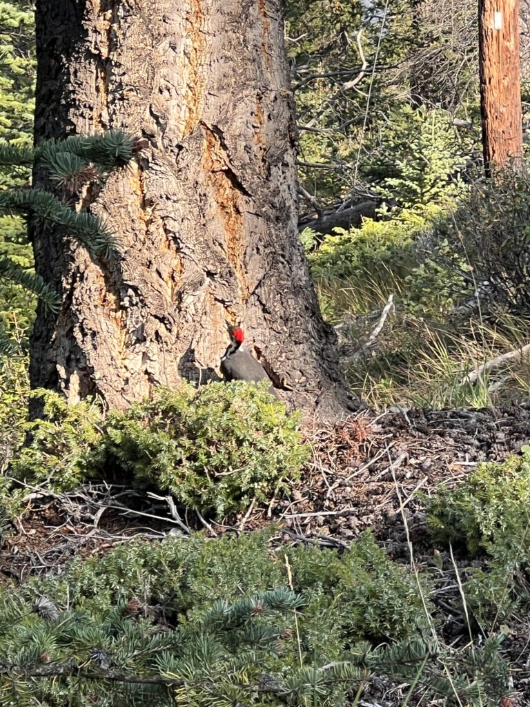 A Pileated Woodpecker at the base of a Ponderosa Pine